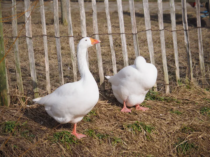 Lens Polder kinderboerderij in Nieuwpoort (Belgie)